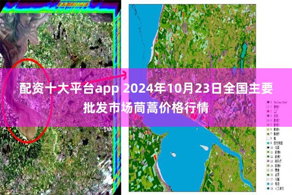 配资十大平台app 2024年10月23日全国主要批发市场茼蒿价格行情